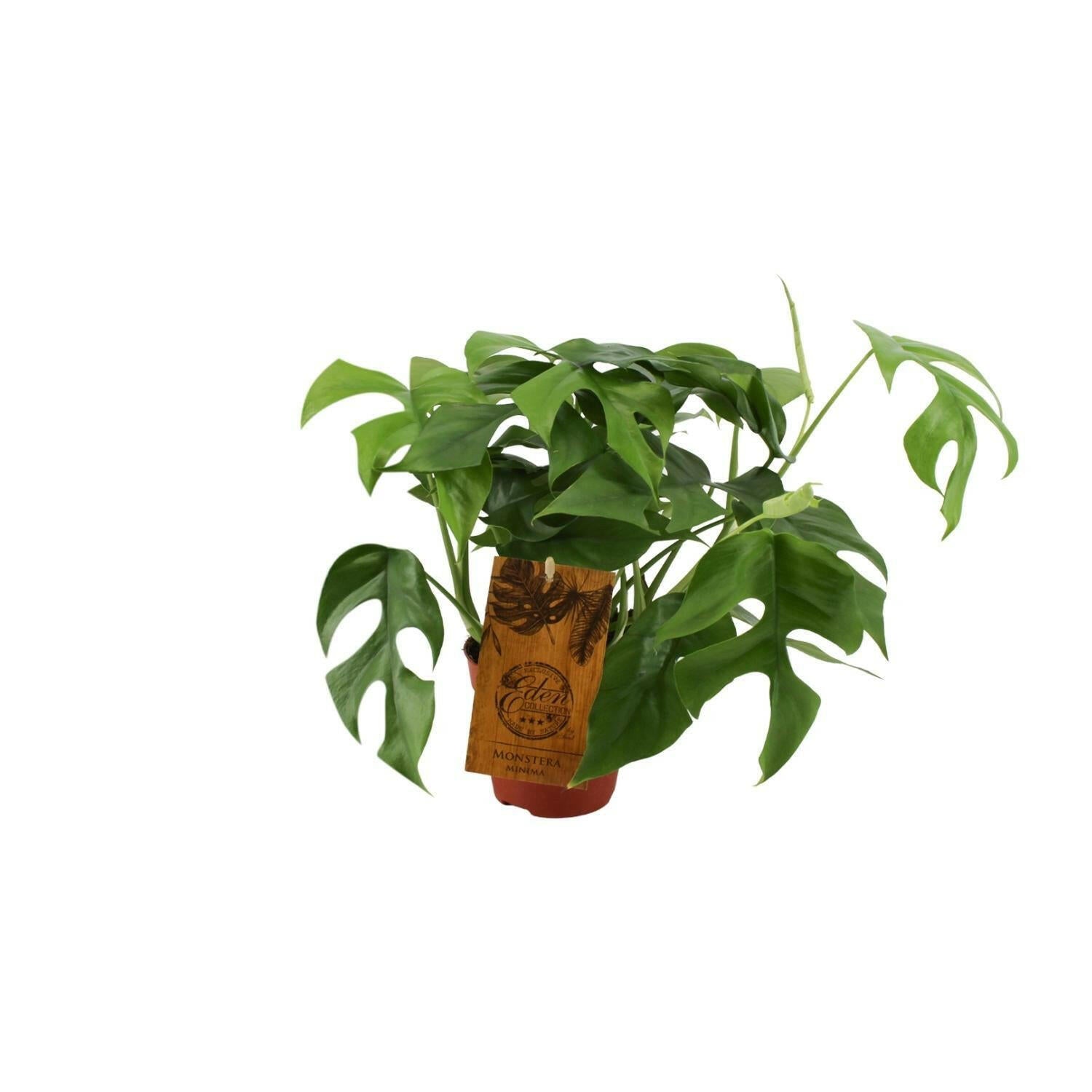 Sierplantenshop - Monstera Minima - Ø12cm - Hoogte 30cm | Sierplantenshop 