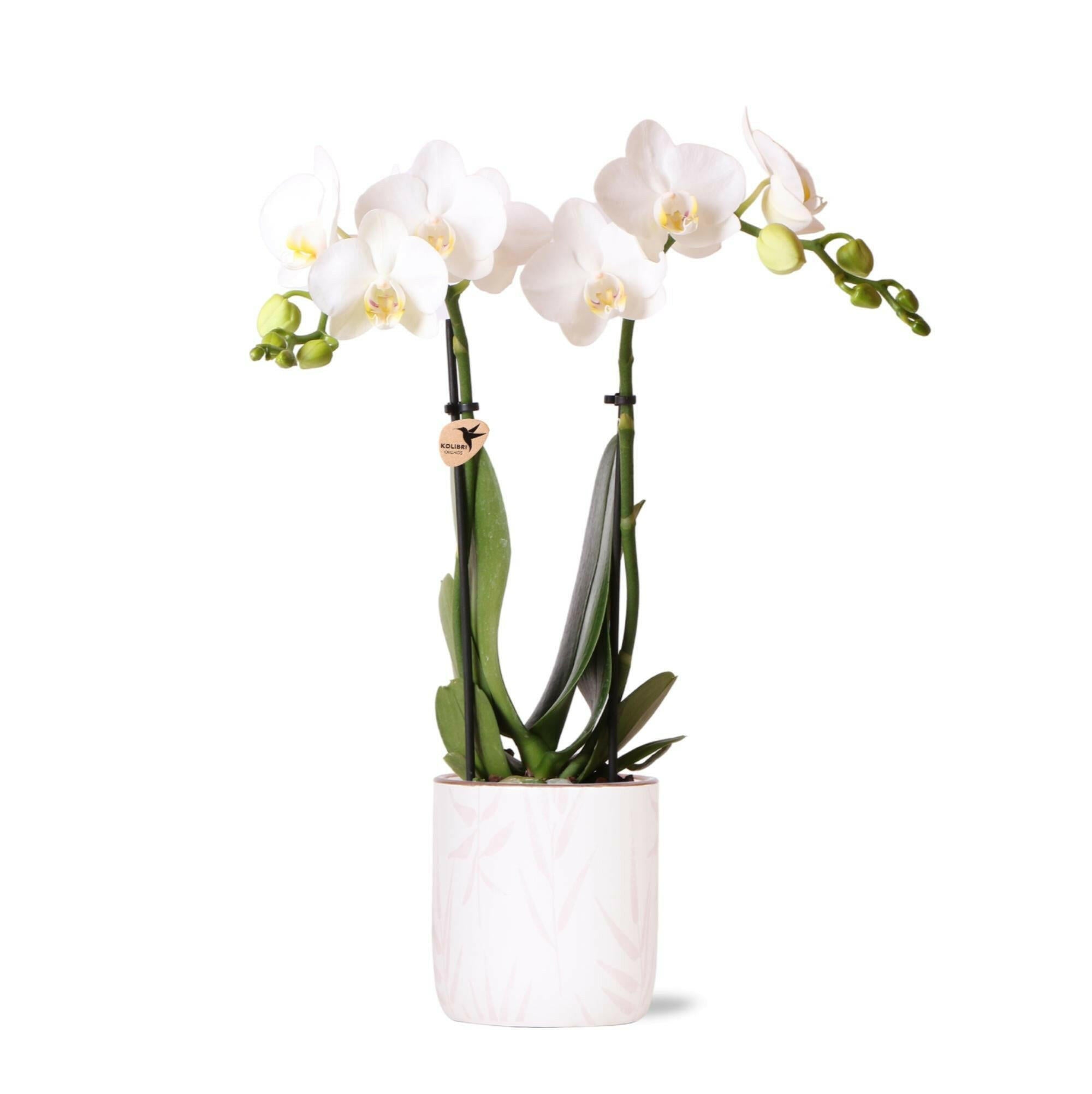 Witte Phalaenopsis Orchidee Amabilis in Roze Leaf Pot Ø9cm -↕35cm  - Bloeiende Kamerplant van de Kweker | Sierplantenshop 