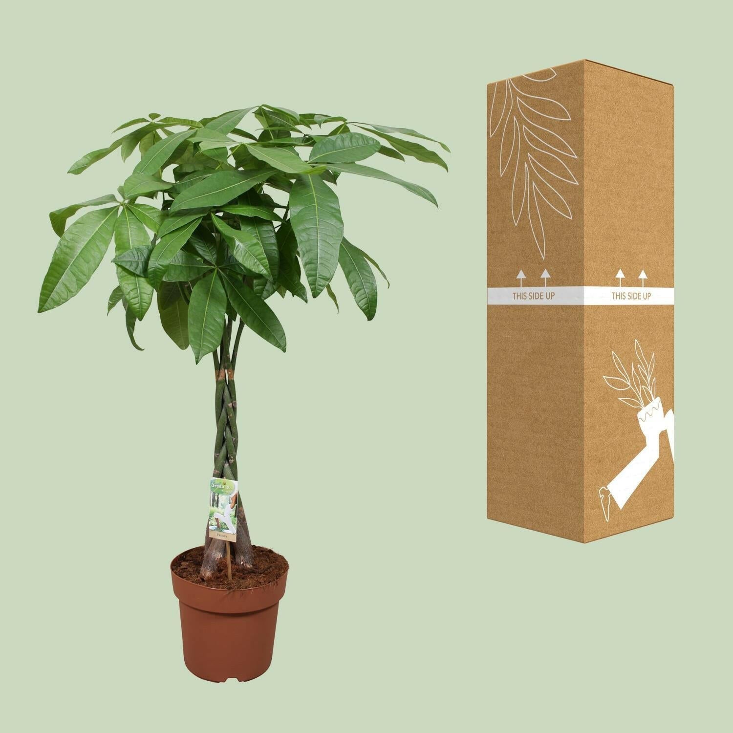 Pachira Aquatica - Gelukskamerplant - Ø24cm - Hoogte 120cm | Sierplantenshop 