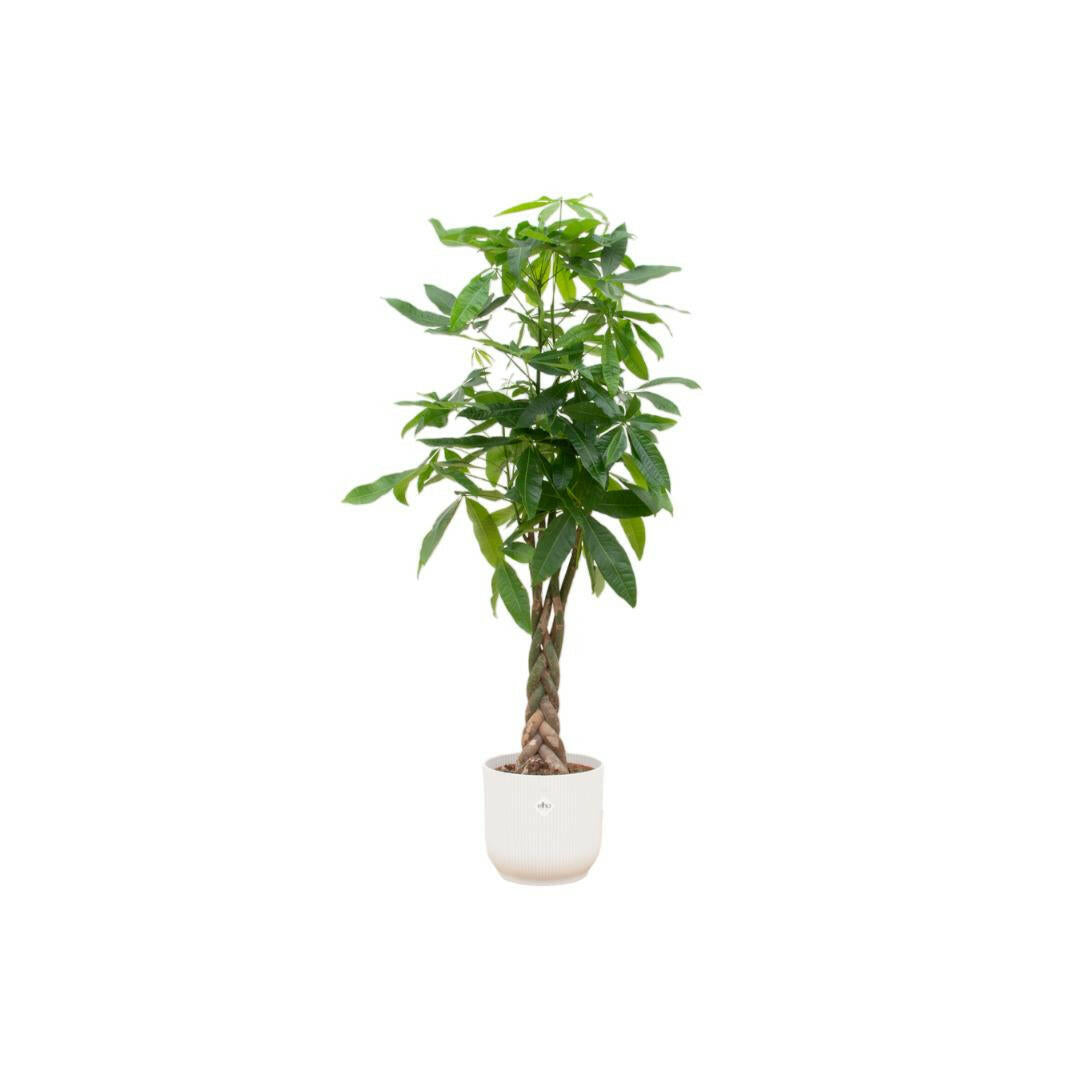 Pachira Aquatica met elho Vibes Fold Round Pot - 160cm hoogte - Stijlvolle Geluksplant Sierplantenshop .