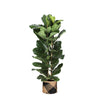 Ficus Lyrata in Trendy Zwarte Mand - Ø27cm - Hoogte 140cm | Sierplantenshop 