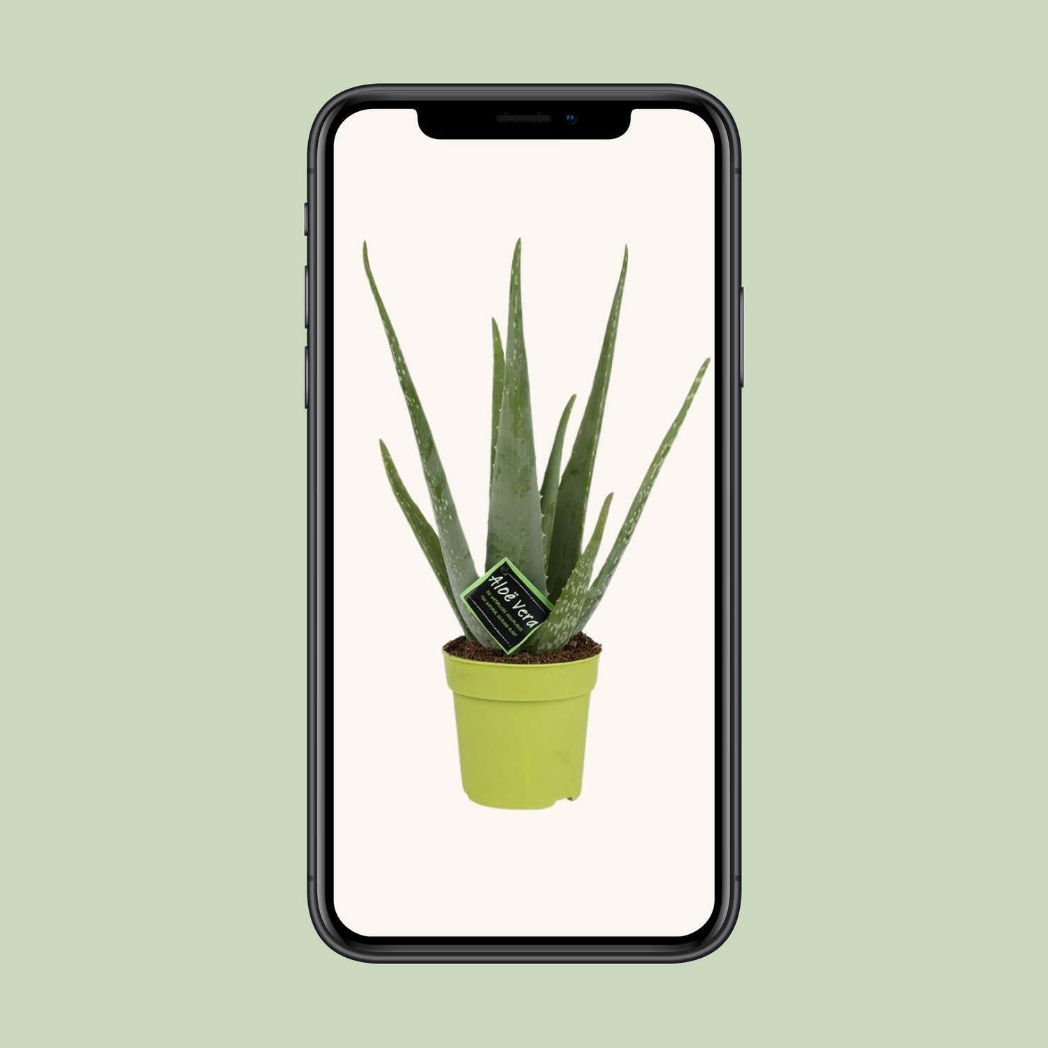 Aloe Vera - Ø12cm - ↕45cm