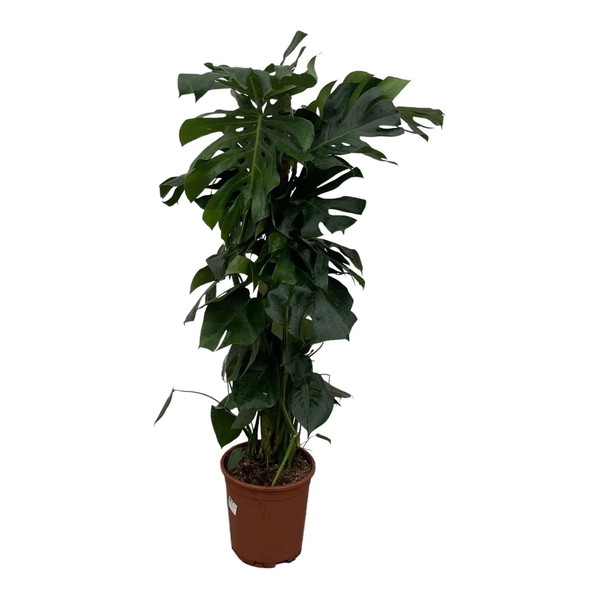 Indrukwekkende Monstera Deliciosa XXL - 150 cm Hoogte - Perfecte Kamerplant voor Elk Interieur Sierplantenshop .