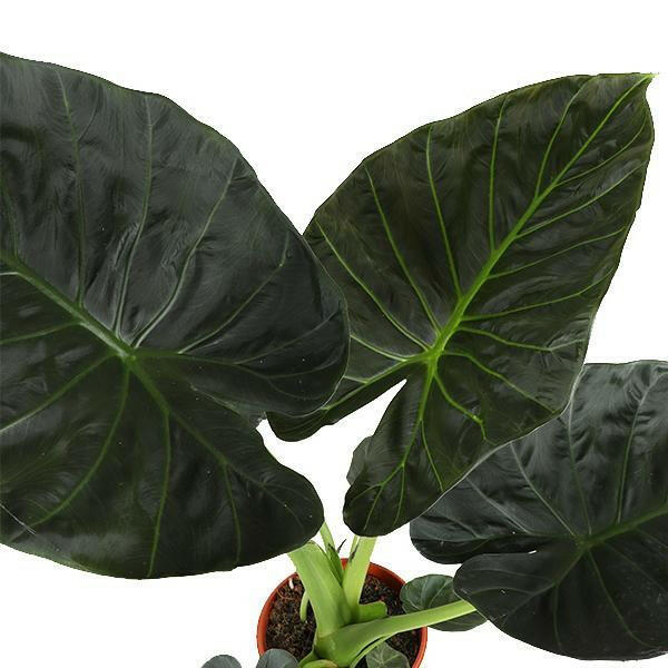 Alocasia Regal Shield 100cm Hoog in Elegante BLAUWE Pot Ø21cm Sierplantenshop .