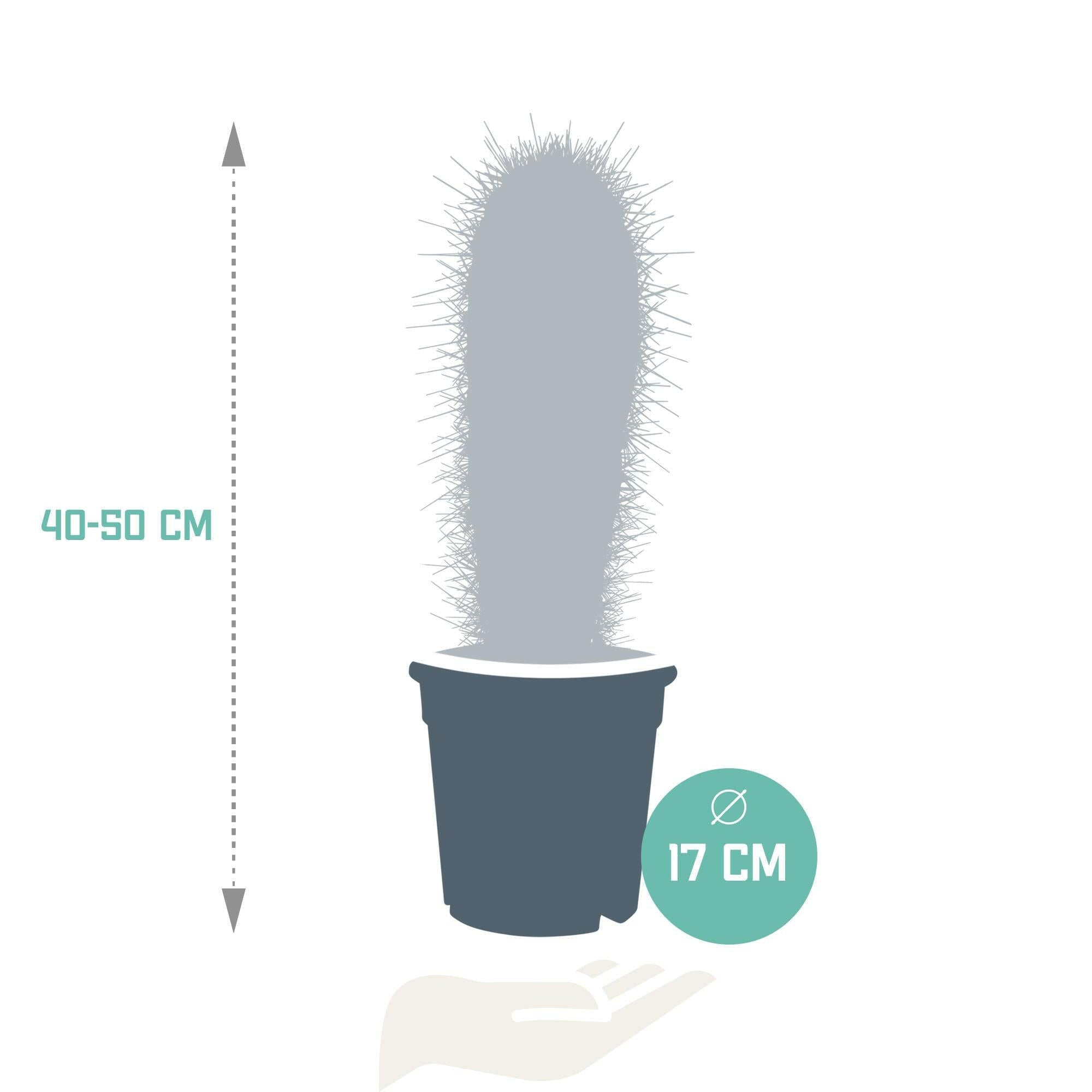 Indrukwekkende Elefantenpootcactus - Pachycereus pringlei - 17cm - Zonder pot Sierplantenshop .