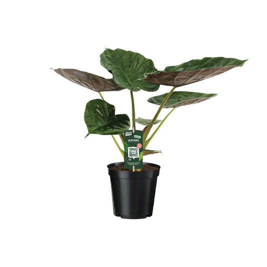 Alocasia Wentii - Tropische Olifantsoor - 70cm - Ø19 Sierplantenshop .