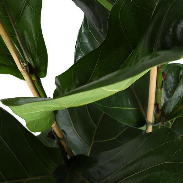 Vioolblad Ficus - Ø24cm - ↕120cm | Sierplantenshop 