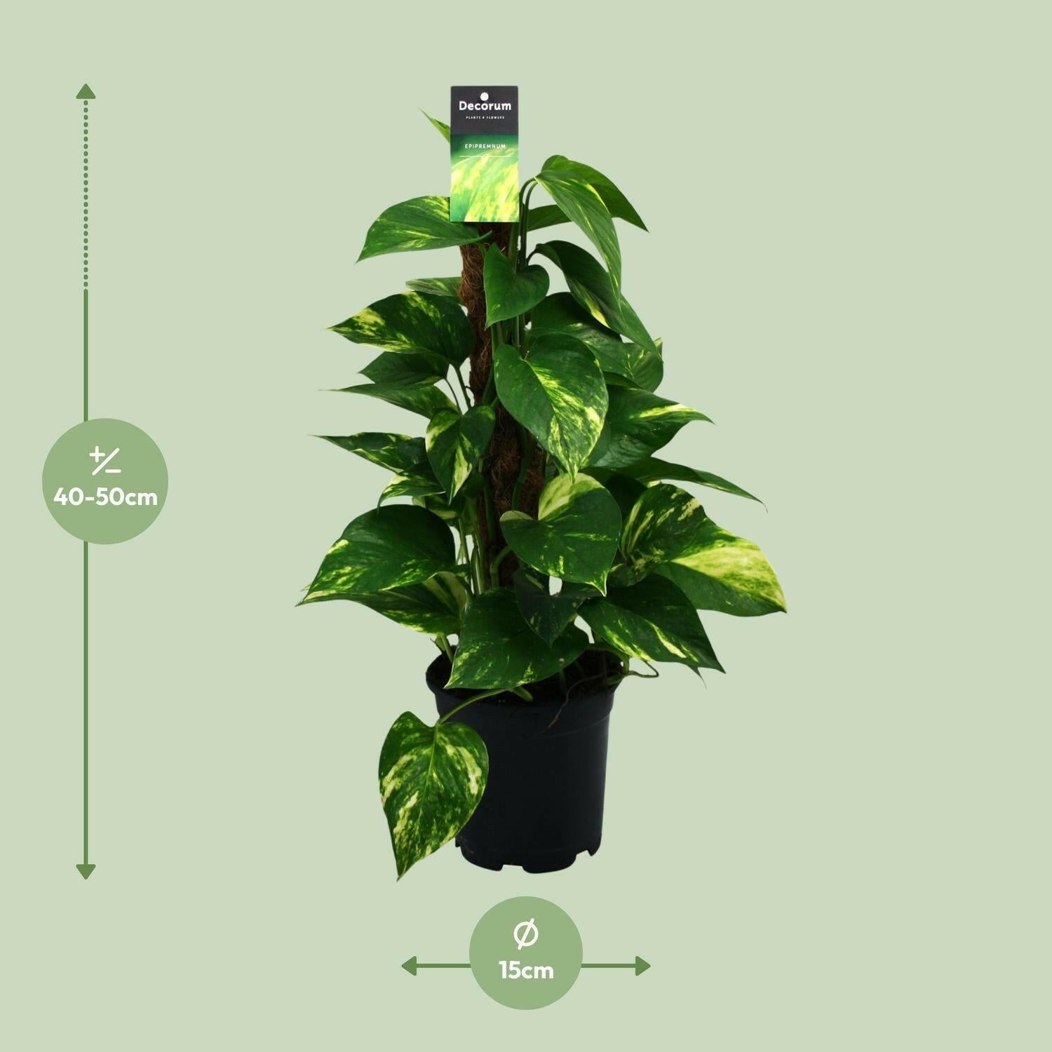 Scindapsus (Epipremnum) - Prachtige Sierplant voor Binnen - Ø15cm - Hoogte 50cm | Sierplantenshop 