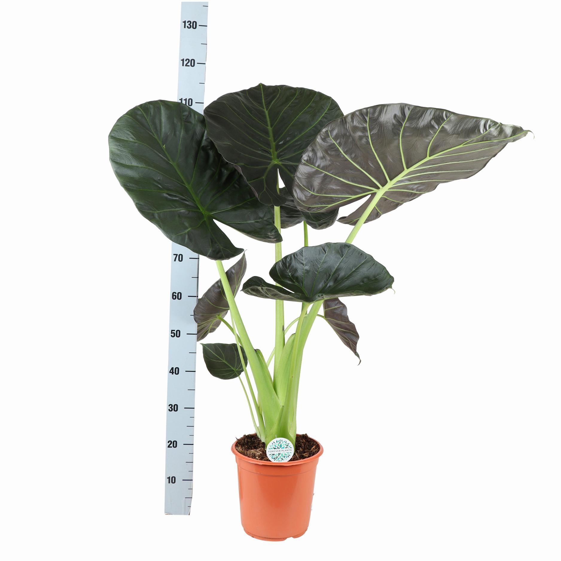 Alocasia Regal Shield Ø24cm - ↕110cm in Boule WIT pot.