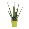 Aloe Vera - Ø12cm - ↕45cm