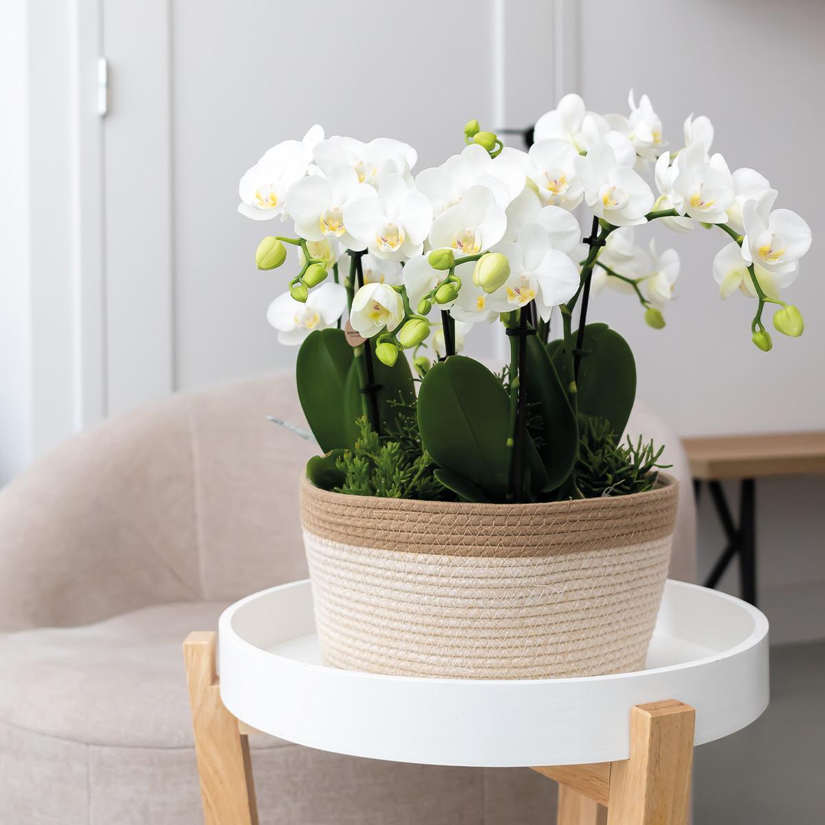 witte Phalaenopsis orchidee - Amabilis -witte plantenset in Cotton Basket incl. waterreservoir | drie witte orchideeën Amabilis 9cm en drie groene planten