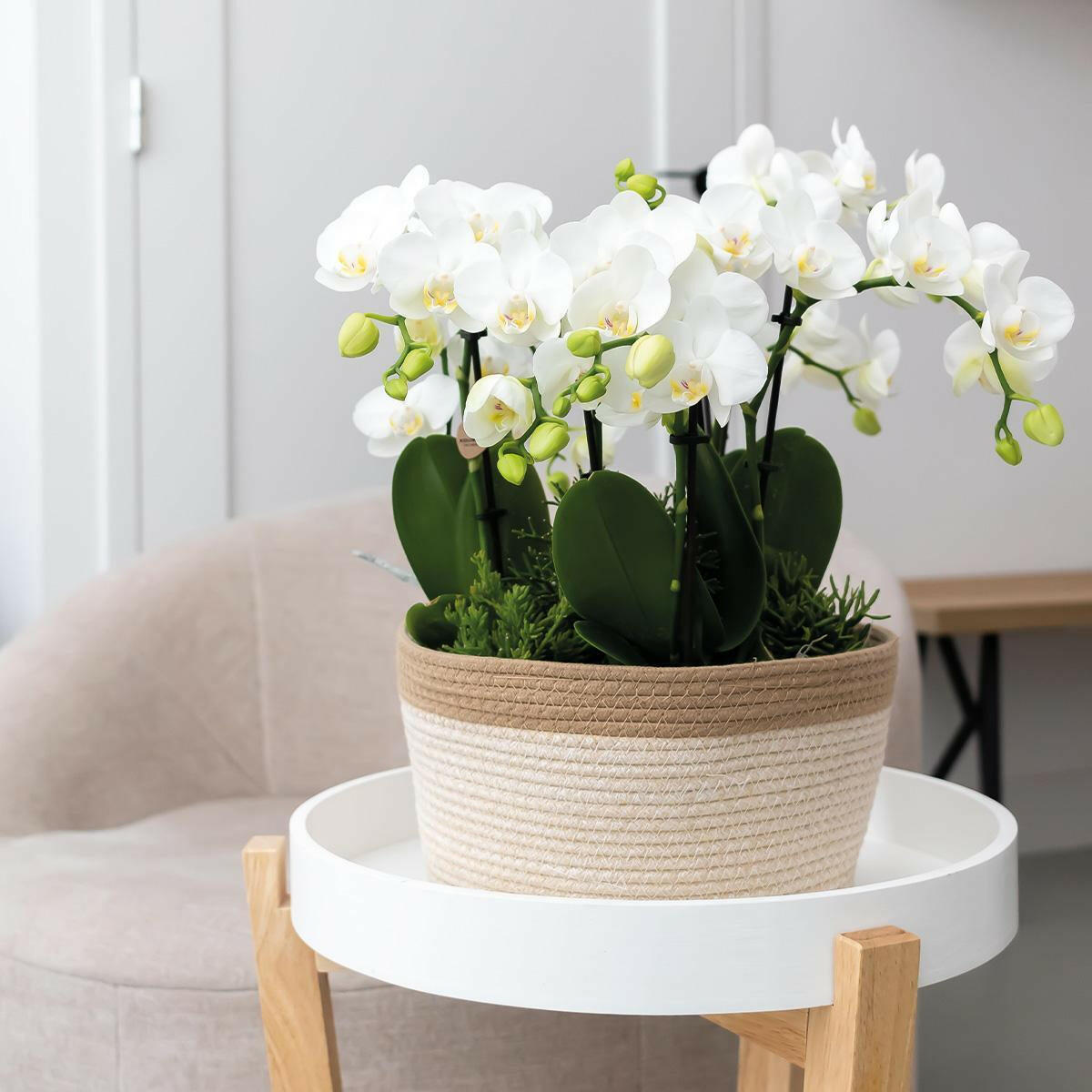 Elegante Witte Phalaenopsis Orchidee Amabilis in Cotton Basket met Waterreservoir | Set van Drie 9cm Orchideeën en Drie Groene Planten Sierplantenshop .