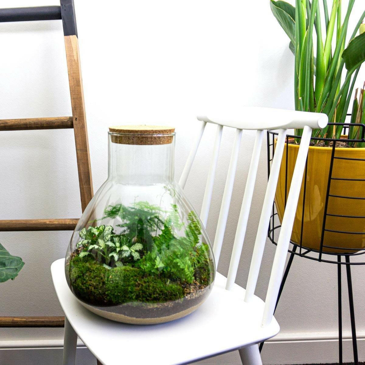 DIY terrarium - Sam XL - ↕ 35 cm