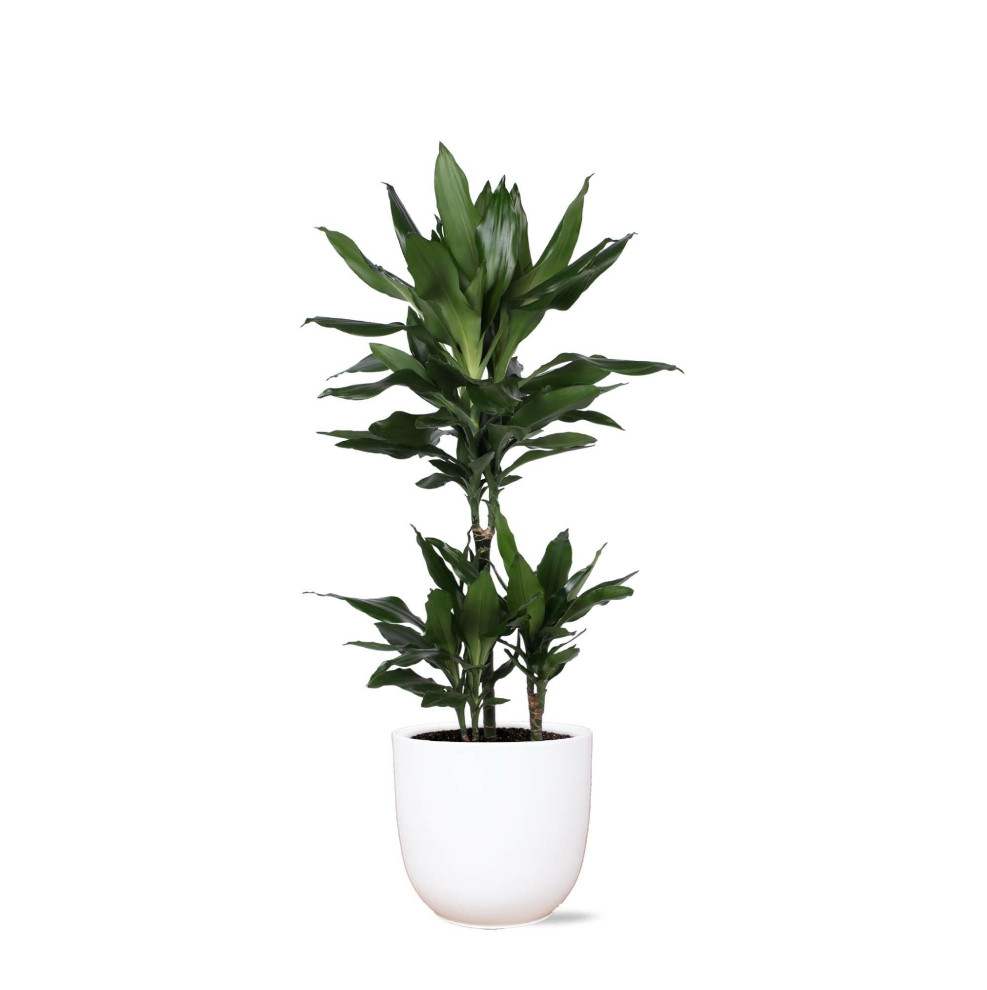 Dracaena Janet Lindt Ø21cm - ↕90cm in Witte Boule Pot Sierplantenshop .