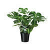 Monstera Deliciosa - Gatenplant - 65 cm Hoog - Ø21 cm - Luchtzuiverende Kamerplant | Sierplantenshop 