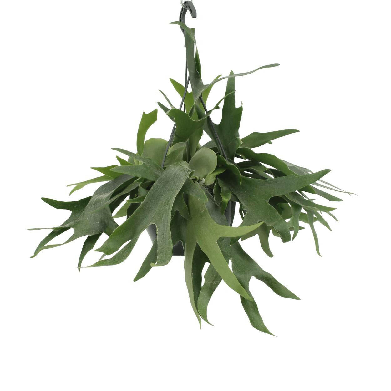 Platycerium Hertshoorn Hangplant - Ø21cm - Hoogte 50cm - Natuurlijke Decoratie voor Jouw Interieur | Sierplantenshop 