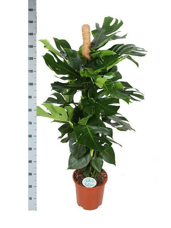 Monstera Deliciosa MOSSTOK in Albury NATURAL mand - Ø27cm - ↕150cm - Exotische Sierplant voor Binnen Sierplantenshop .