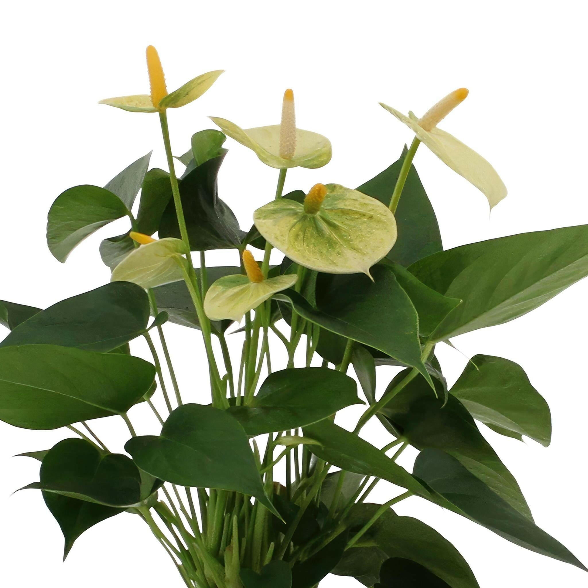 Anthurium andreanum Vanilla met elegante PURE zink pot - 45cm - Ø12 Sierplantenshop .