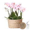 Roze phalaenopsis orchidee - Andorra - potmaat Ø9cm  roze plantenset in Reed Basket incl. waterreservoir | drie roze orchideeën Andorra 9cm en drie groene planten Rhipsalis |