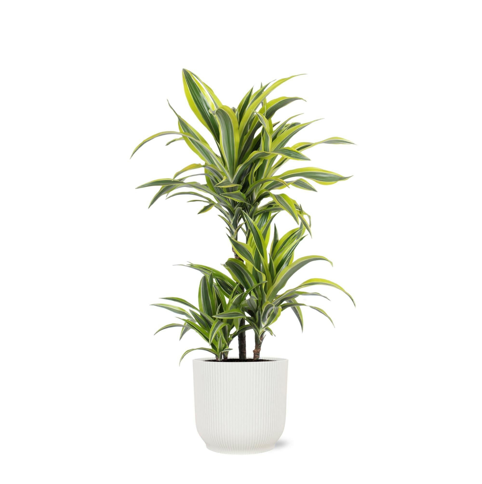 Dracaena Citroen Limón Ø21cm - ↕65cm Sierplantenshop .