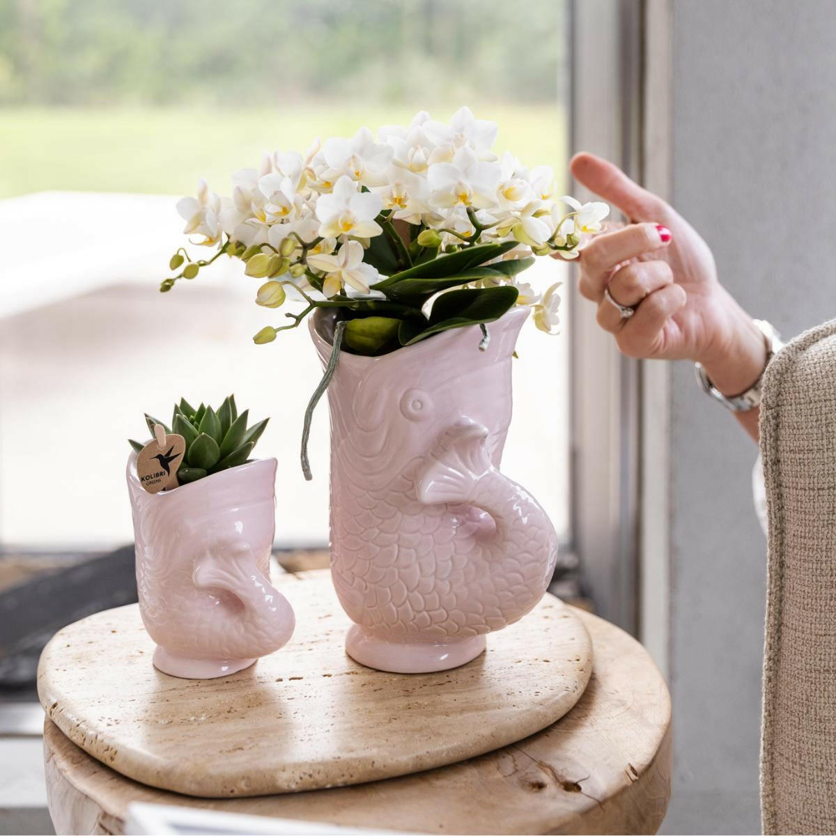 Kolibri Orchideeën | Witte 'Nazaré' Orchidee met Roze Fish Pot Ø9cm | Bloeiende Kamerplant - Direct van de Kweker | Sierplantenshop 