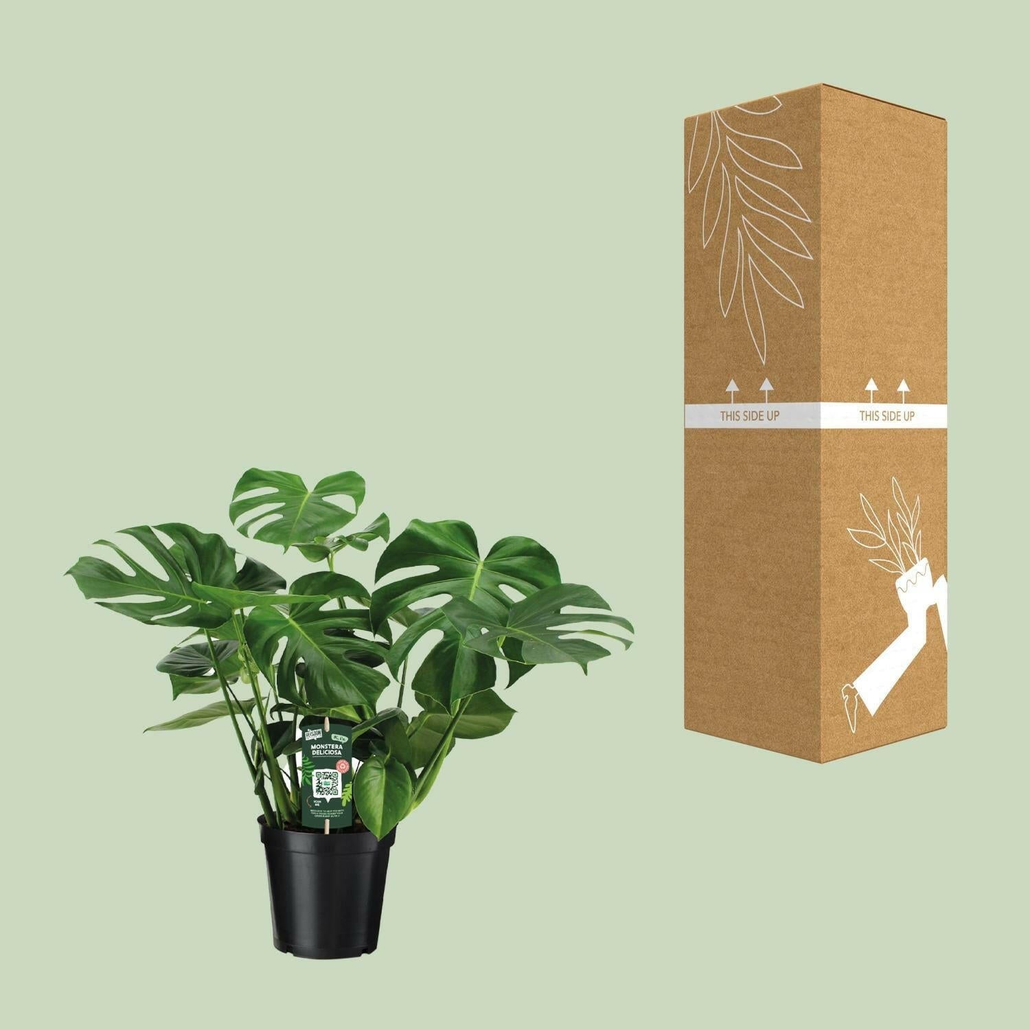 Monstera Deliciosa - Gatenplant - 65 cm Hoog - Ø21 cm - Luchtzuiverende Kamerplant Sierplantenshop .