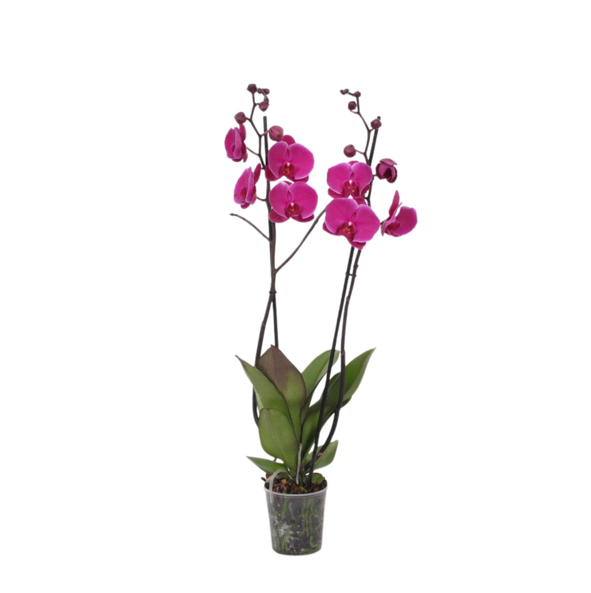 Phalaenopsis Joyride - 3 tak - 60 cm - Ø12cm
