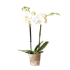 Witte Phalaenopsis Orchidee - Dame Blanche - Ø9cm -↕35cm  Luxe Kamerplant Vers van de Kweker | Sierplantenshop 