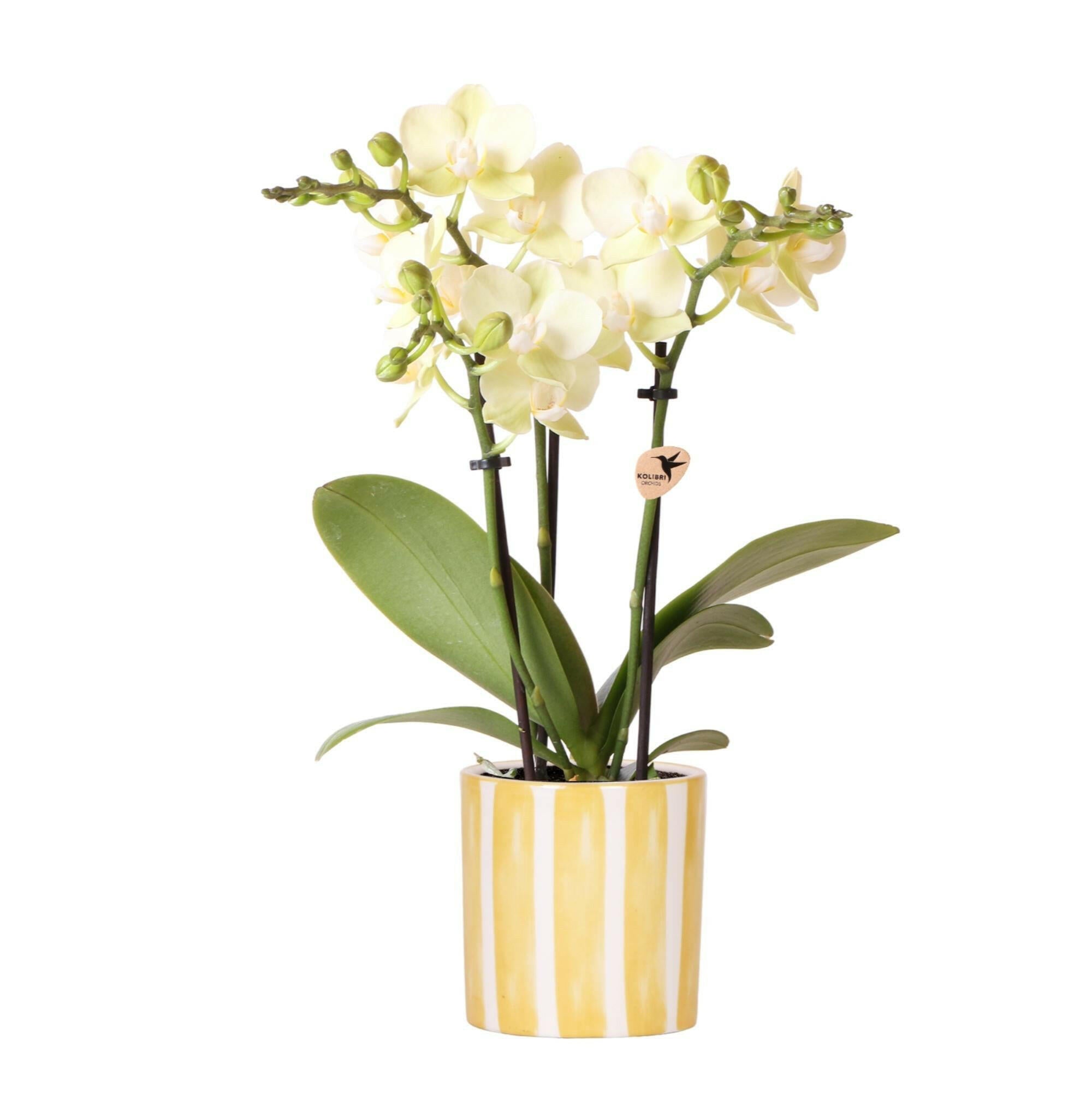 Phalaenopsis Gele Orchidee uit Mexico | Kolibri Orchids in Gele Painted Stripe PotØ9cm -↕35cm  | Bloeiende Kamerplant Vers van de Kweker | Sierplantenshop 