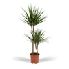 Elegante Dracaena Marginata - Ø19cm - Hoogte 100cm - Tropische Sfeer voor Uw Interieur Sierplantenshop .