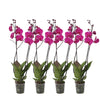 Phalaenopsis Joyride - Set van 4 - 3 takken - 60 cm hoog - Ø12cm pot | Sierplantenshop 