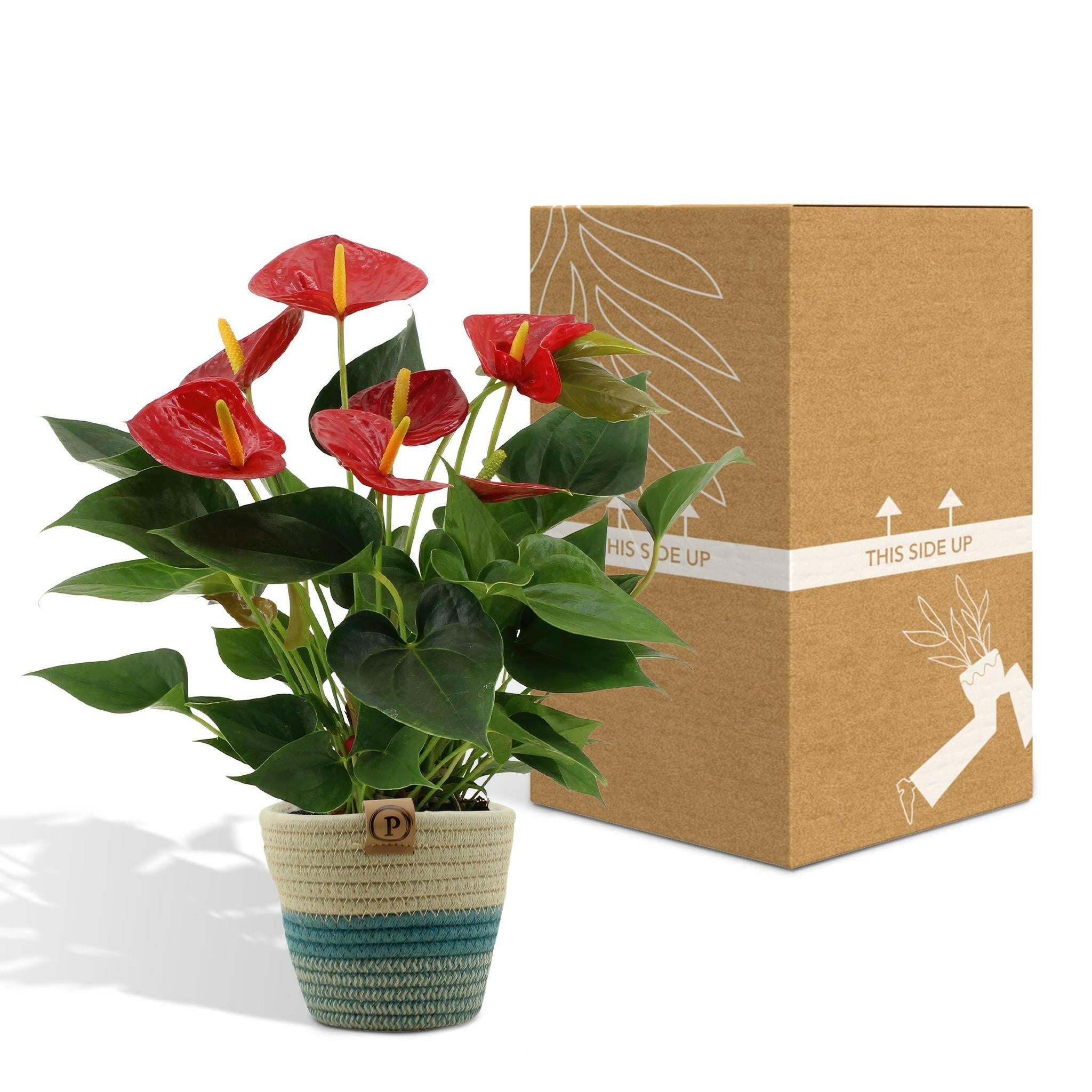 Anthurium Andreanum Diamond Red met PURE mand - 45 cm - Ø12 cm Sierplantenshop .