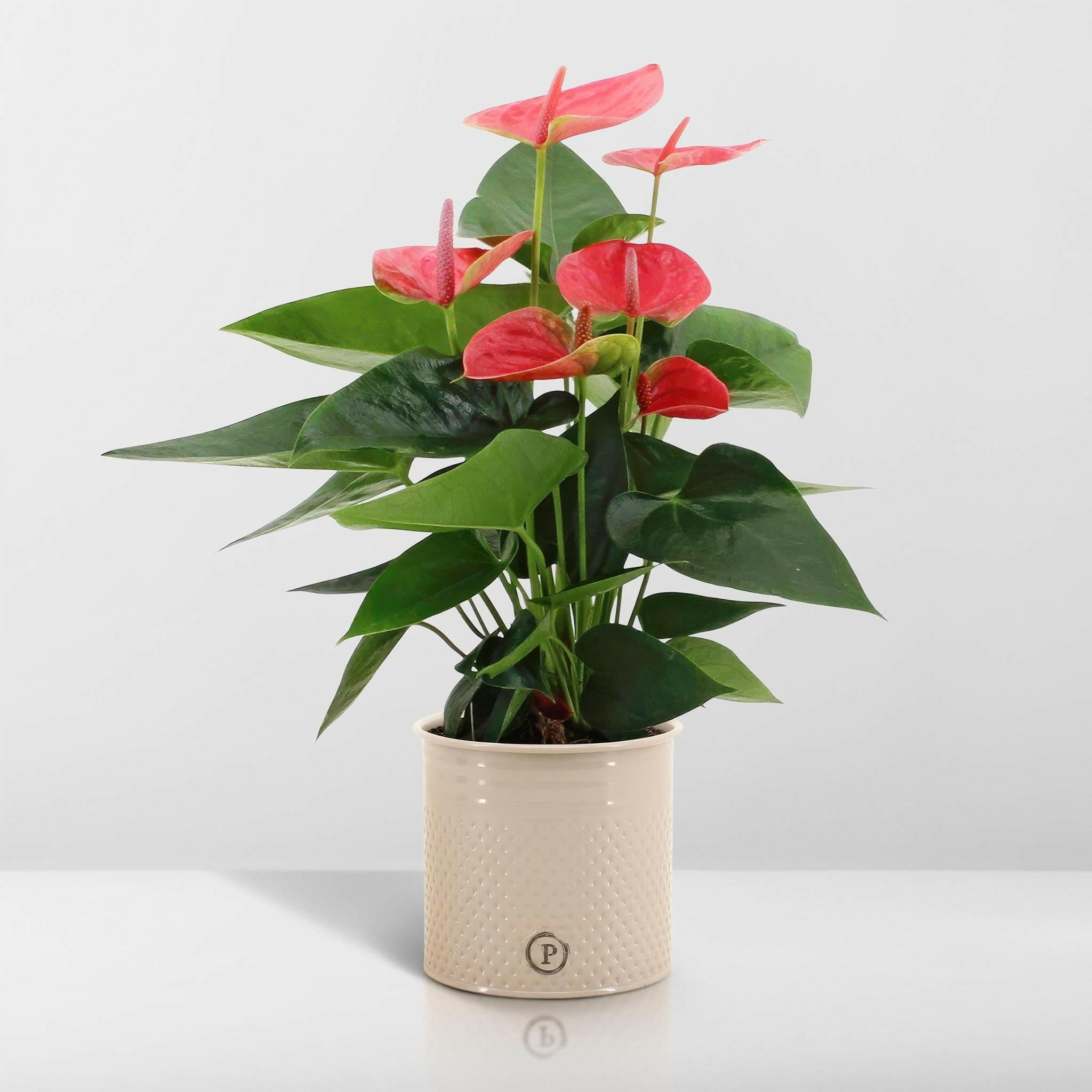 Anthurium andreanum Sweet Dream met stijlvolle PURE zink pot - 45cm - Ø12 Sierplantenshop .