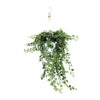 Hedera Helix Wonder - Klimplant voor Elke Interieur - Ø24 - ↨70cm | Sierplantenshop 