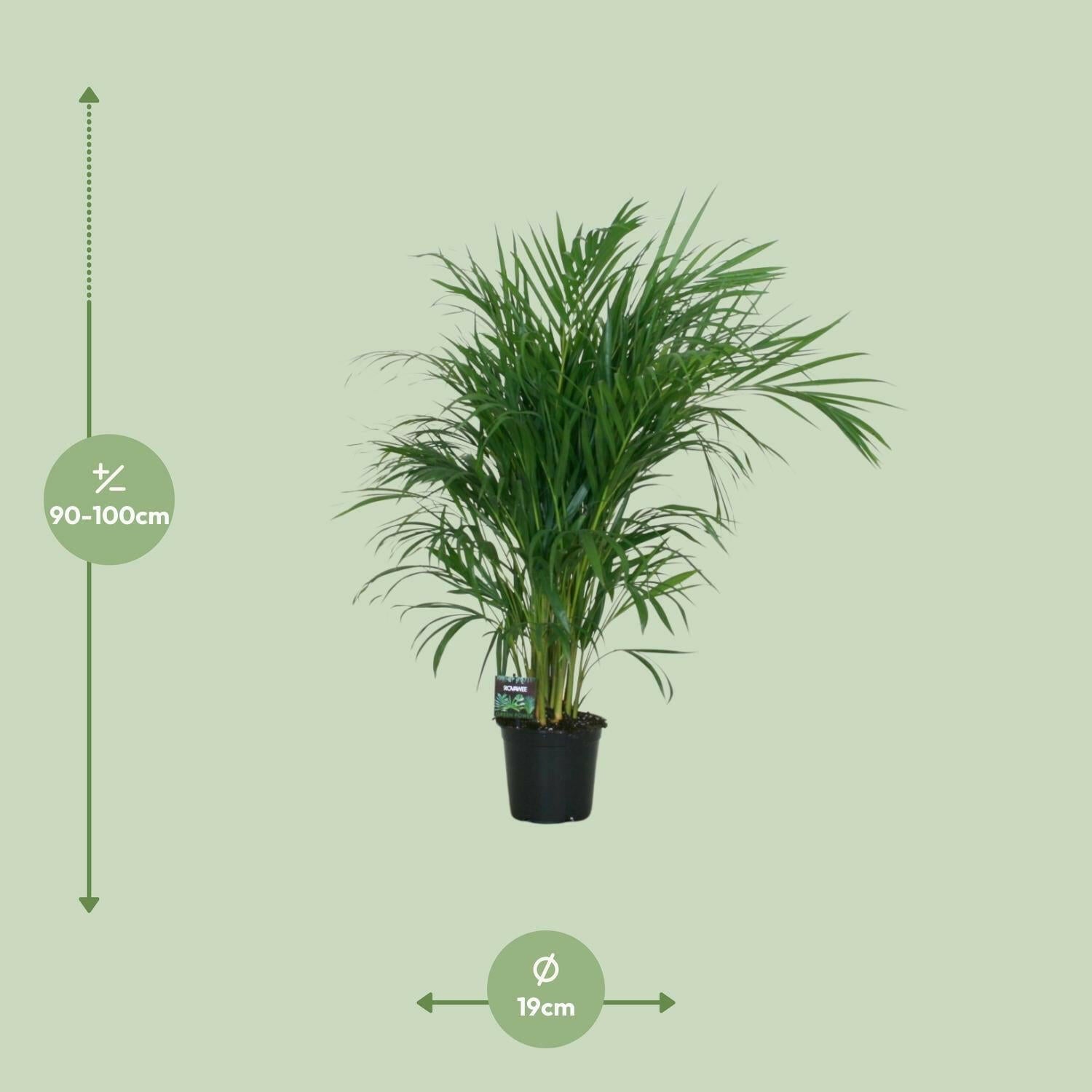 Bamboe Palmboom Dypsis Lutescens - Hoogte 100cm - Ø19cm Sierplantenshop .