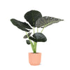 Alocasia Regal Shield in Vibes ROZE pot - Ø21cm, hoogte 100cm Sierplantenshop .