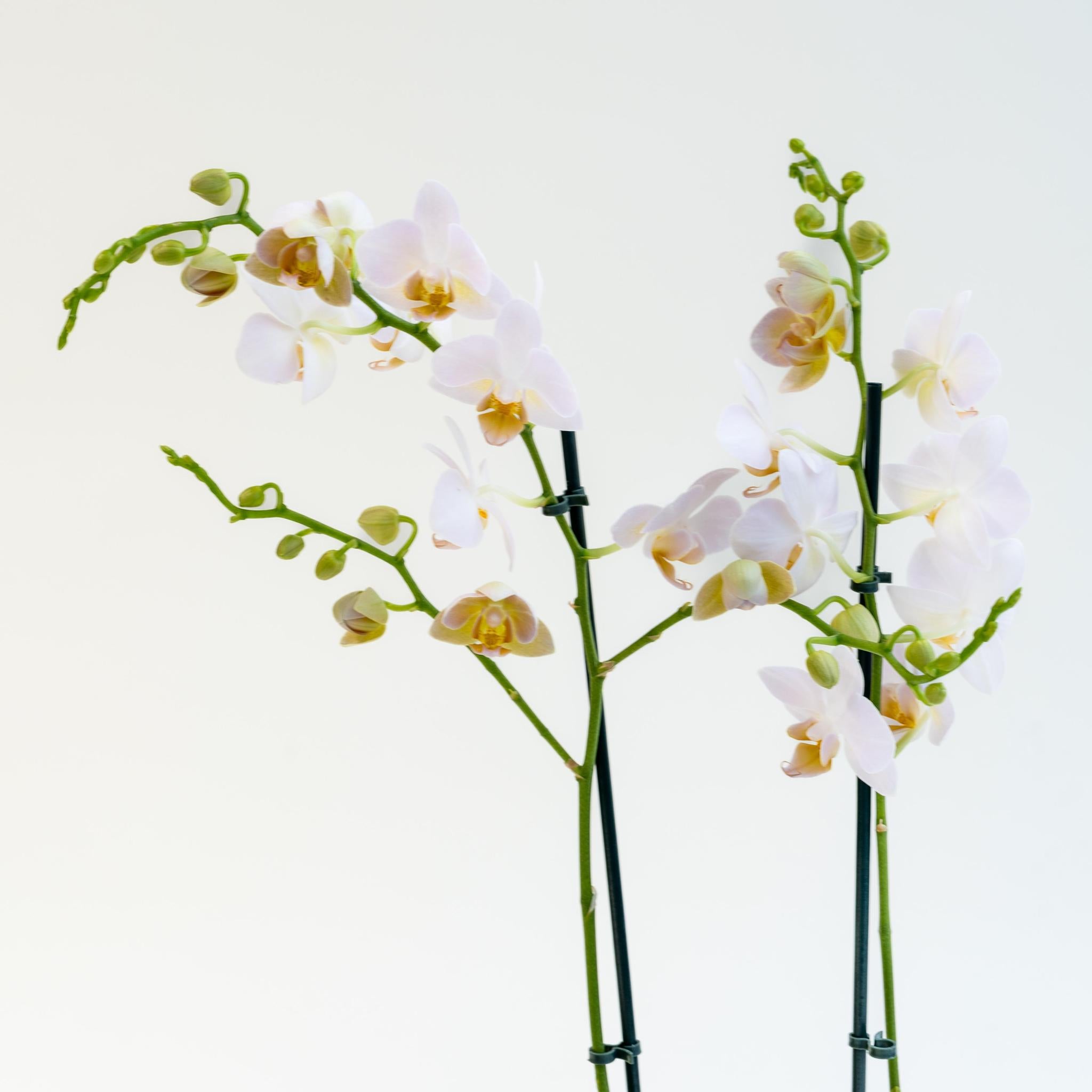 Phalaenopsis Orchidee in Grijze Fluwelen Pot