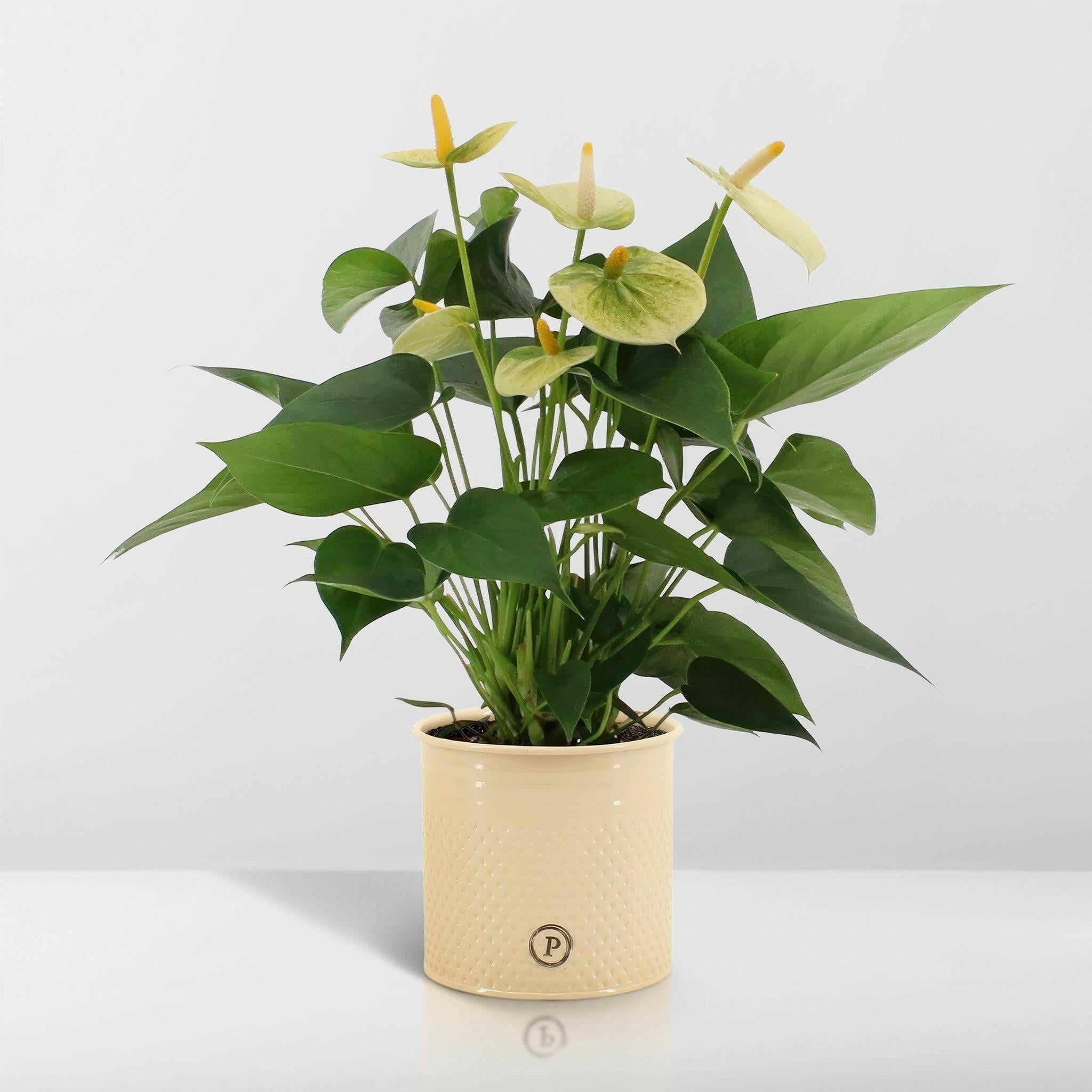 Anthurium andreanum Vanilla met elegante PURE zink pot - 45cm - Ø12 Sierplantenshop .