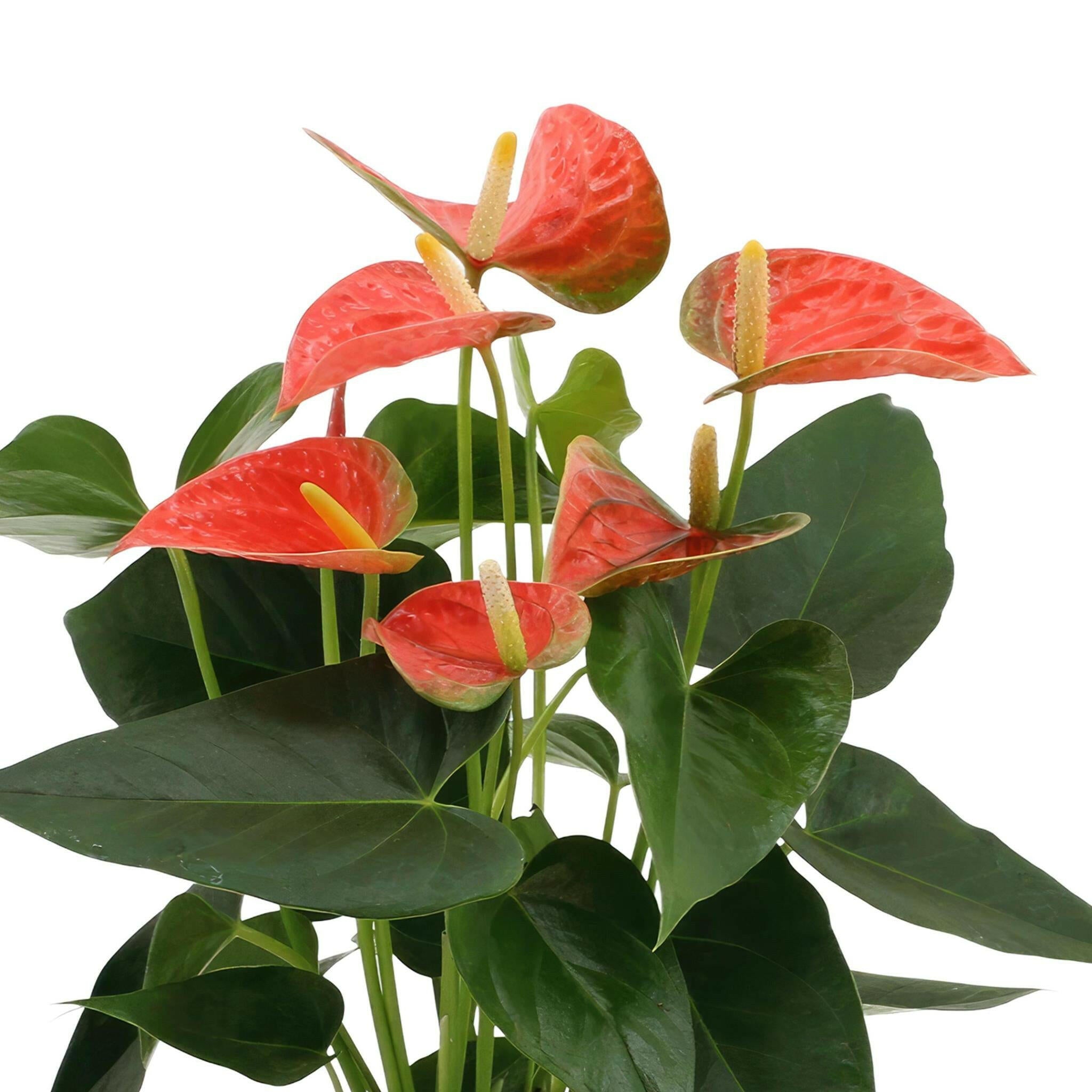 Anthurium 'Prince of Orange' met PURE zinkmand - 45 cm - Ø12 cm Sierplantenshop .