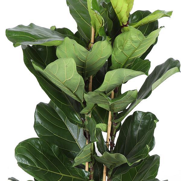 Ficus Lyrata - Ø27cm - ↕140cm  in Albury BLACK print mand