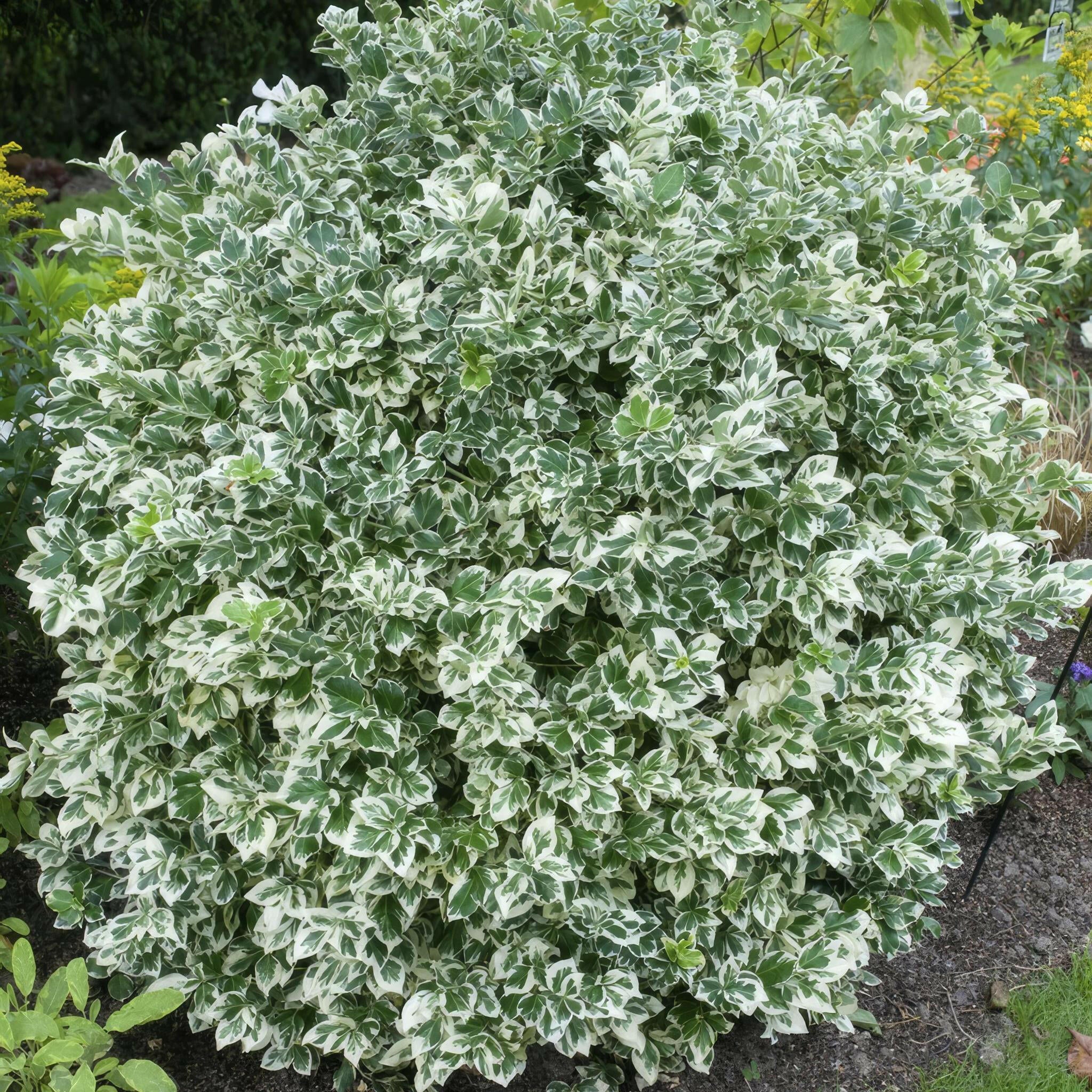 Sierplantenshop - Euonymus 'Emerald 'n Gaity' - Compacte Groene Sierplant - Set van 20 Stuks Sierplantenshop .