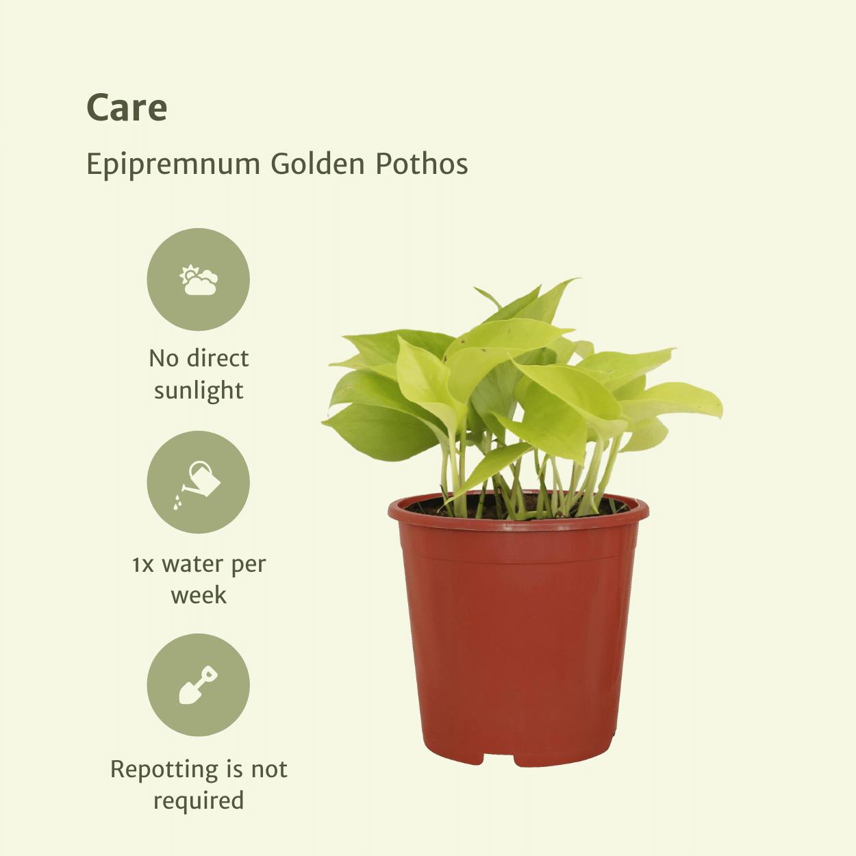 Epipremnum Golden Pothos (Scindapsus) - 4 stuks - Ø12cm - ↕15cm