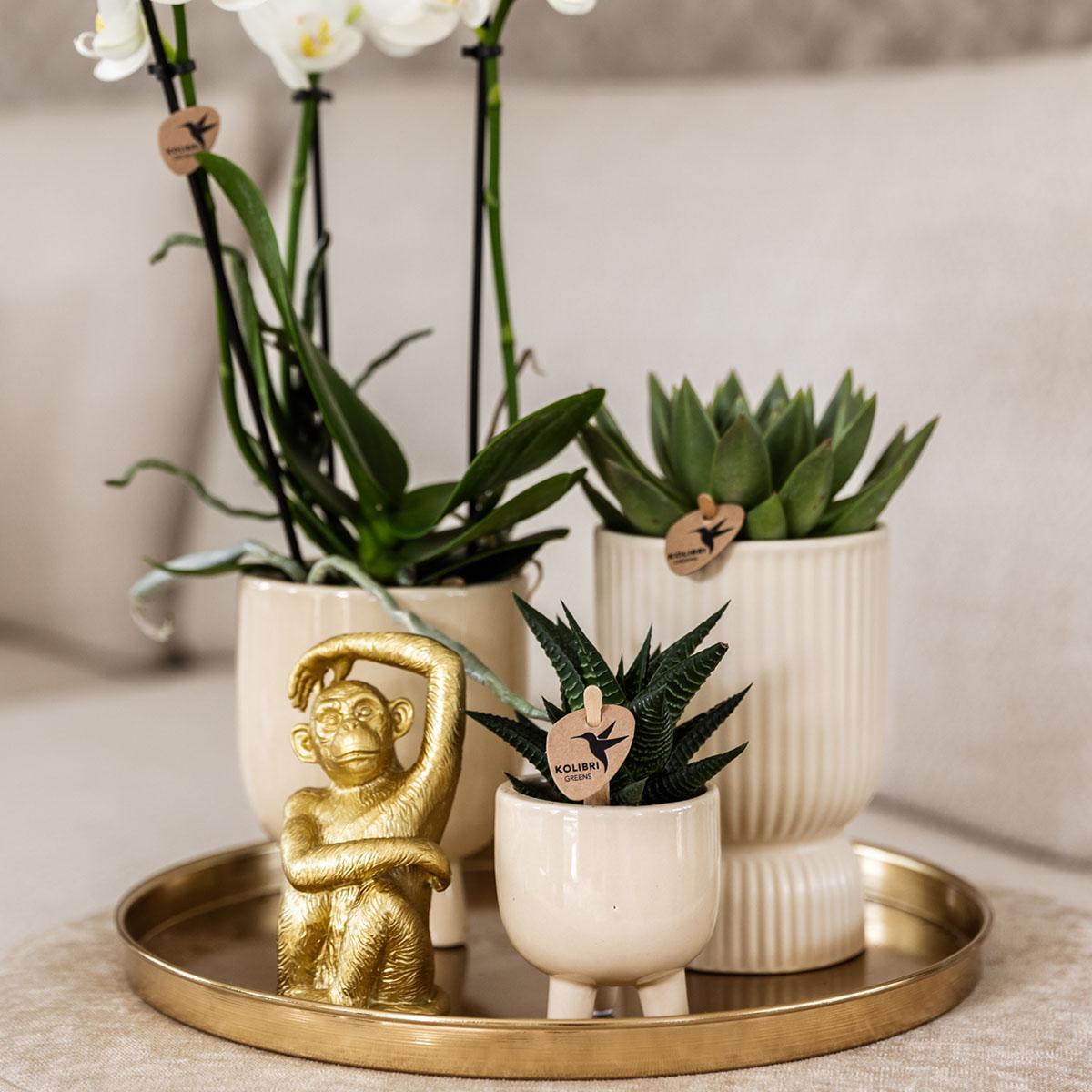 Gift set Luxury Living | Plantenset met witte Phalaenopsis Orchidee en Succulenten incl. keramieken sierpotten Ø9cm -↕35cm | Sierplantenshop 