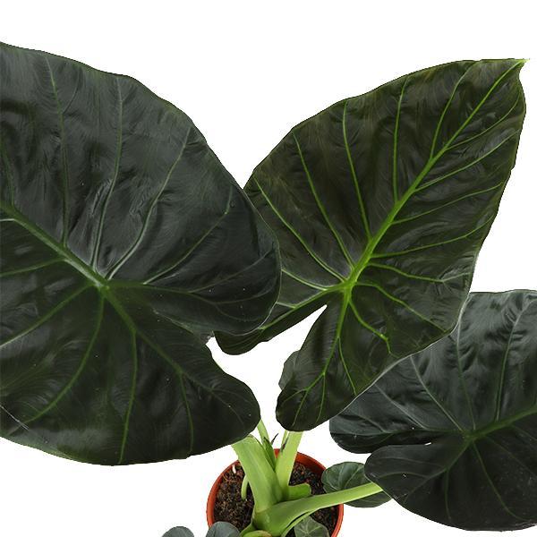 Alocasia Regal Shield Ø21cm - ↕100cm in Albury BLACK mand.