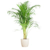 Areca Palm (Dypsis) met Viber wit - 100cm - Ø21.