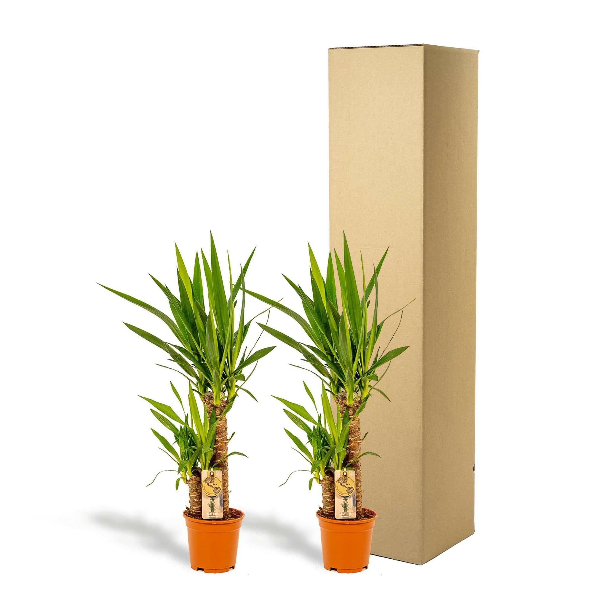 Set van 2 Yucca Planten - Elegante Interieurdecoratie - Hoogte 90cm - Diameter 17cm | Sierplantenshop 