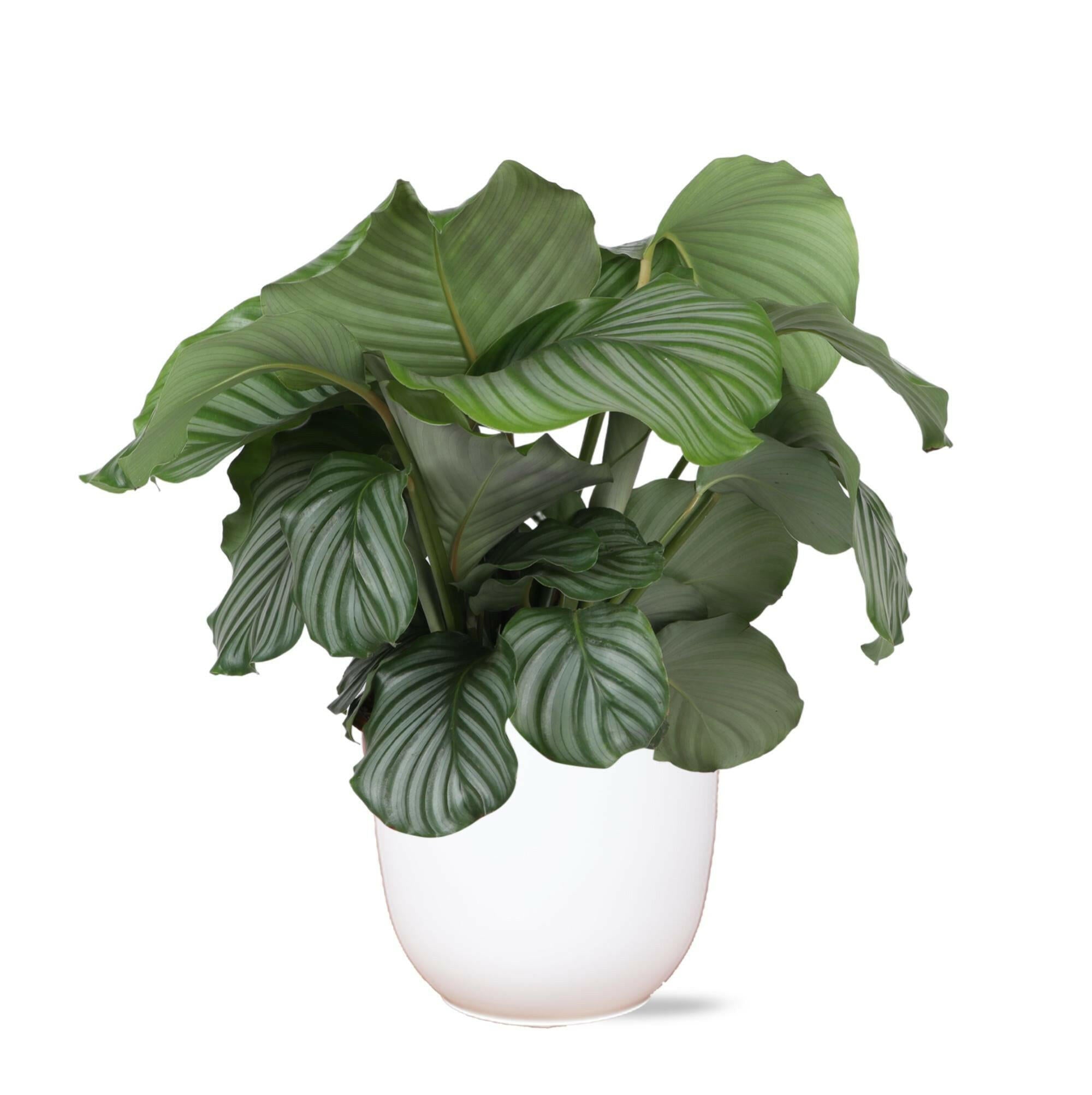 Calathea Orbifolia in Witte Boule Pot - Ø21cm - Hoogte 70cm Sierplantenshop .