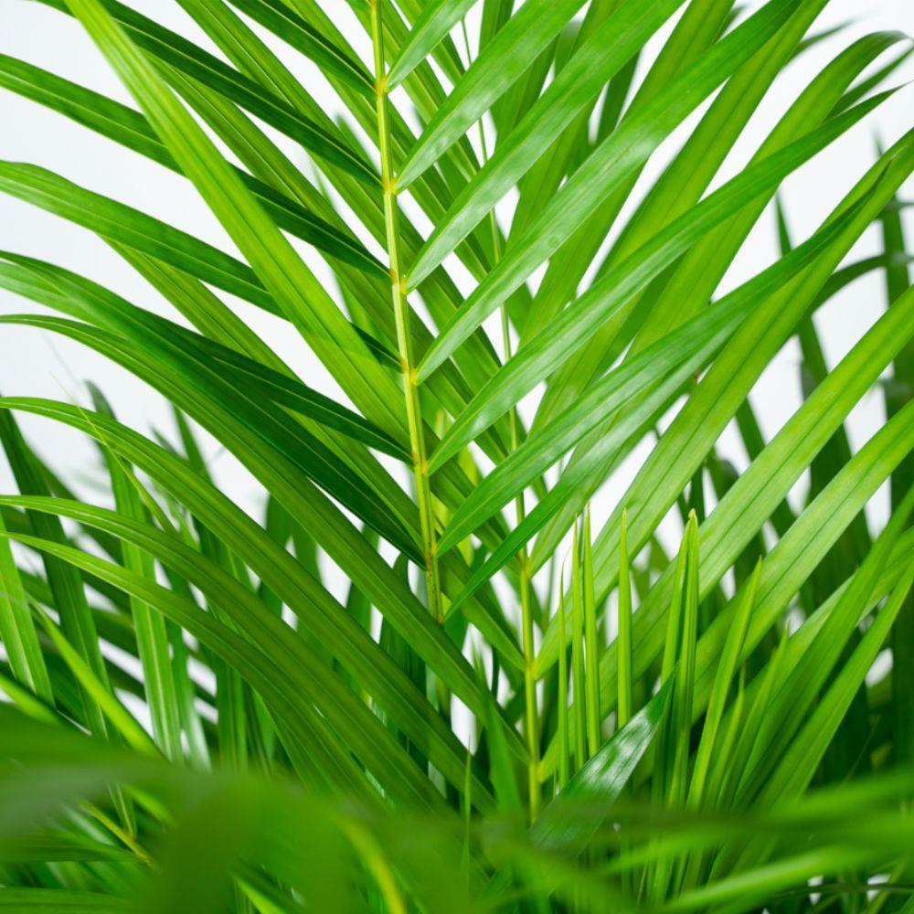 Areca palm Areca met mand - ↨110cm -Ø21cm