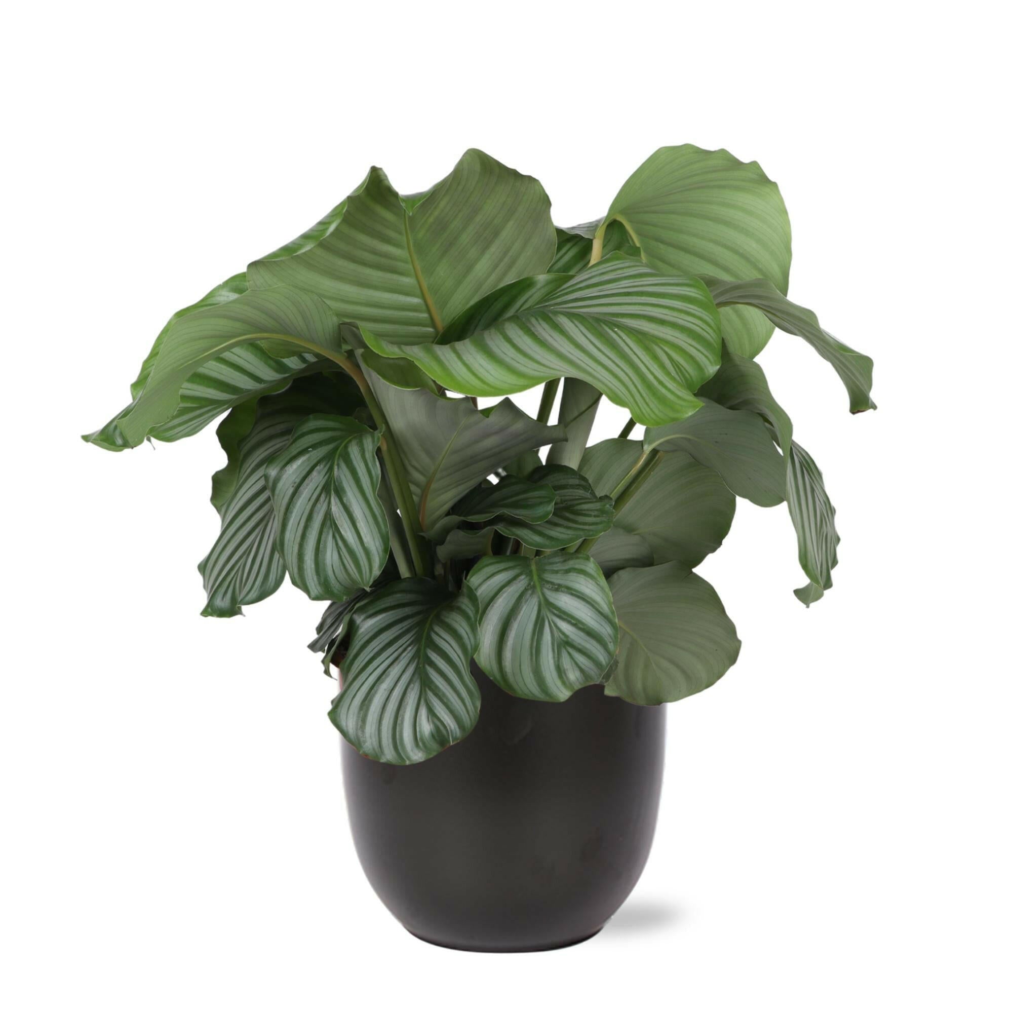 Calathea Orbifolia in Antraciet BOULE Pot Ø21cm - Hoogte 70cm Sierplantenshop .