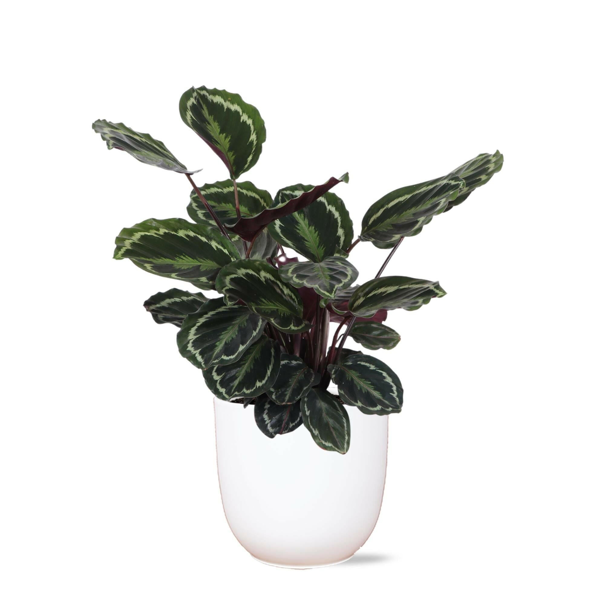 Calathea Medaillon in Witte Boule Pot - Ø21cm - Hoogte 70cm Sierplantenshop .